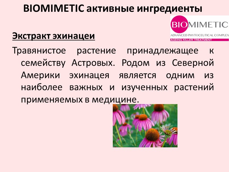 Экстракт эхинацеи Травянистое растение принадлежащее к семейству Астровых. Родом из Северной Америки эхинацея является